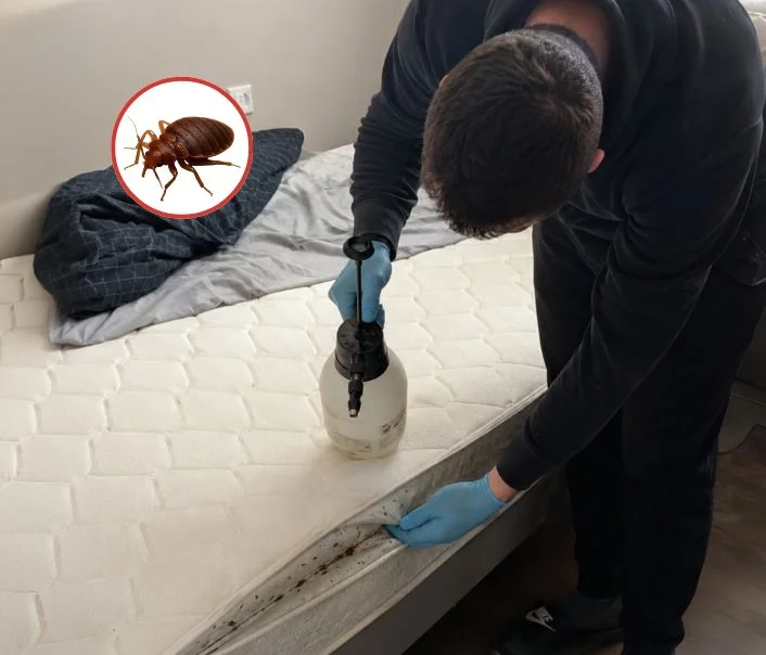 Technicien traitant un matelas contre les punaises de lit à Goupillières
